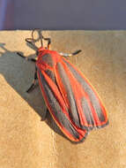 Image of Scarlet-winged Lichen Moth