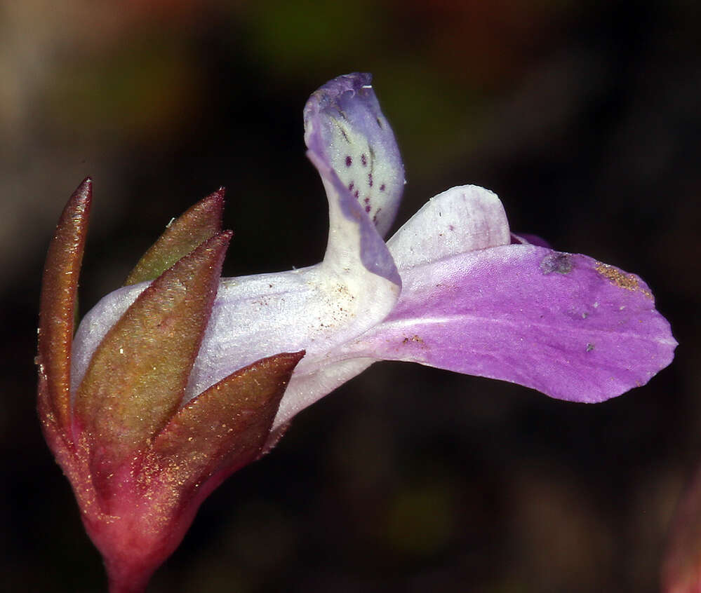 Image of spinster's blue eyed Mary