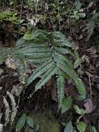 Imagem de Adiantum pyramidale (L.) Willd.