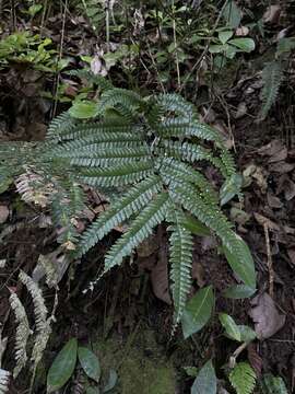 Image of pyramid maidenhair