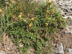 Image of Alpine Lady's-mantle