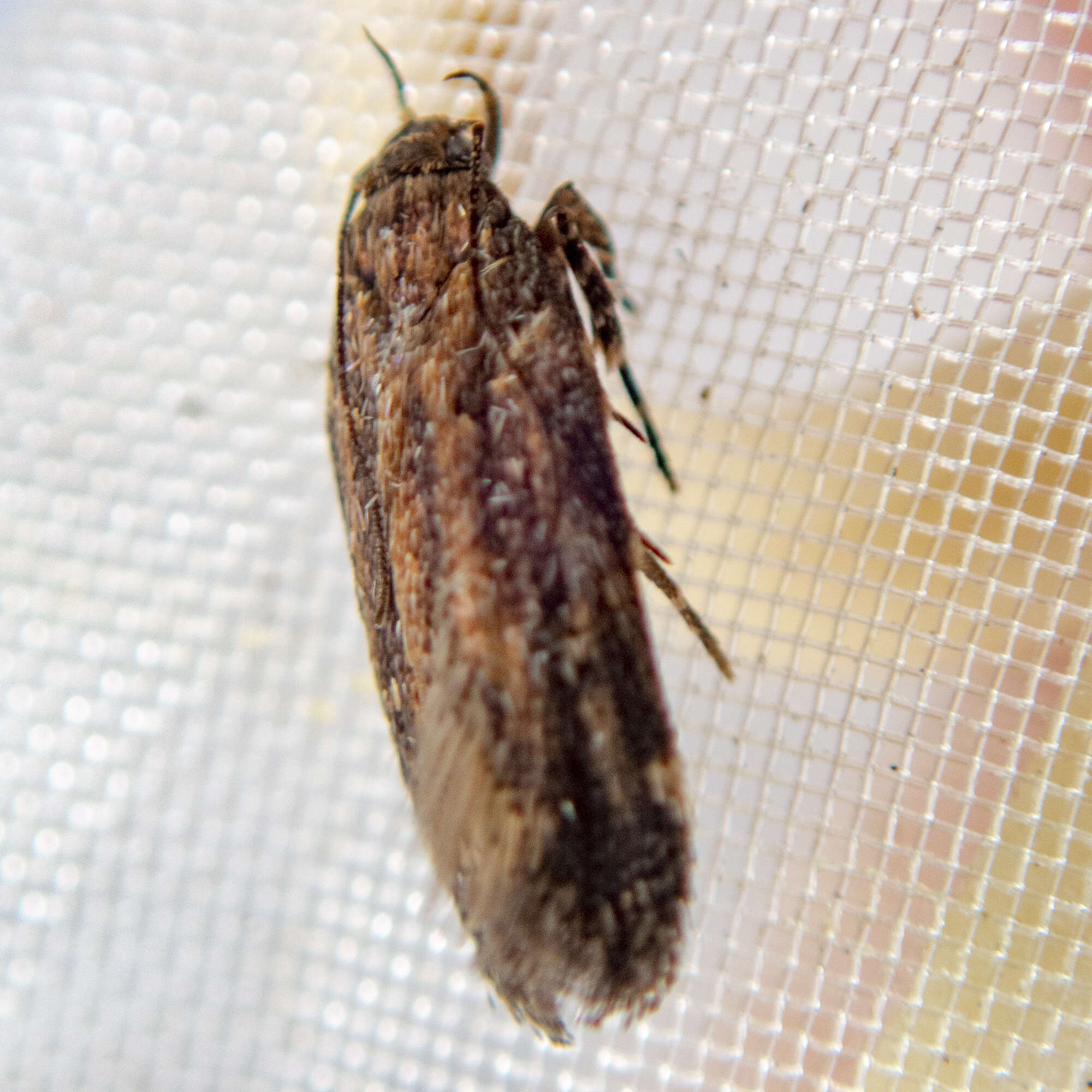 Image of Macrobathra nephelomorpha Meyrick 1886