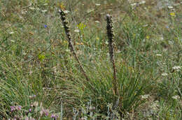 Image of Asphodeline taurica (Pall. ex M. Bieb.) Endl.