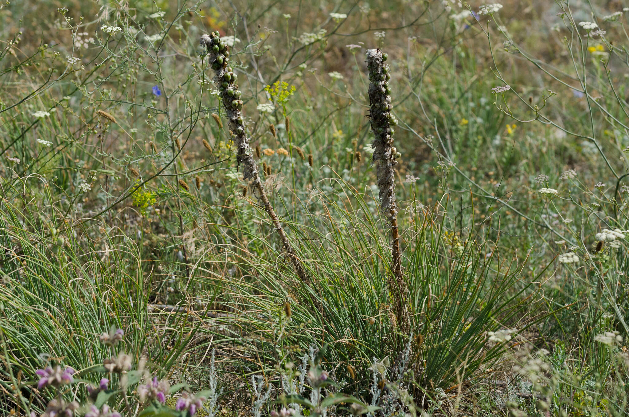 Image of Asphodeline taurica (Pall. ex M. Bieb.) Endl.