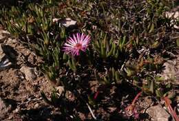 صورة Cephalophyllum rostellum (L. Bo I.) H. E. K. Hartm.