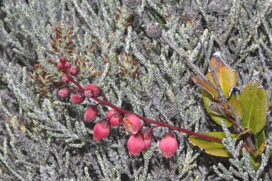 Image of Agarista buxifolia (Lam.) G. Don