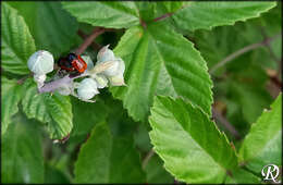 Cryptocephalus coryli (Linnaeus 1758) resmi