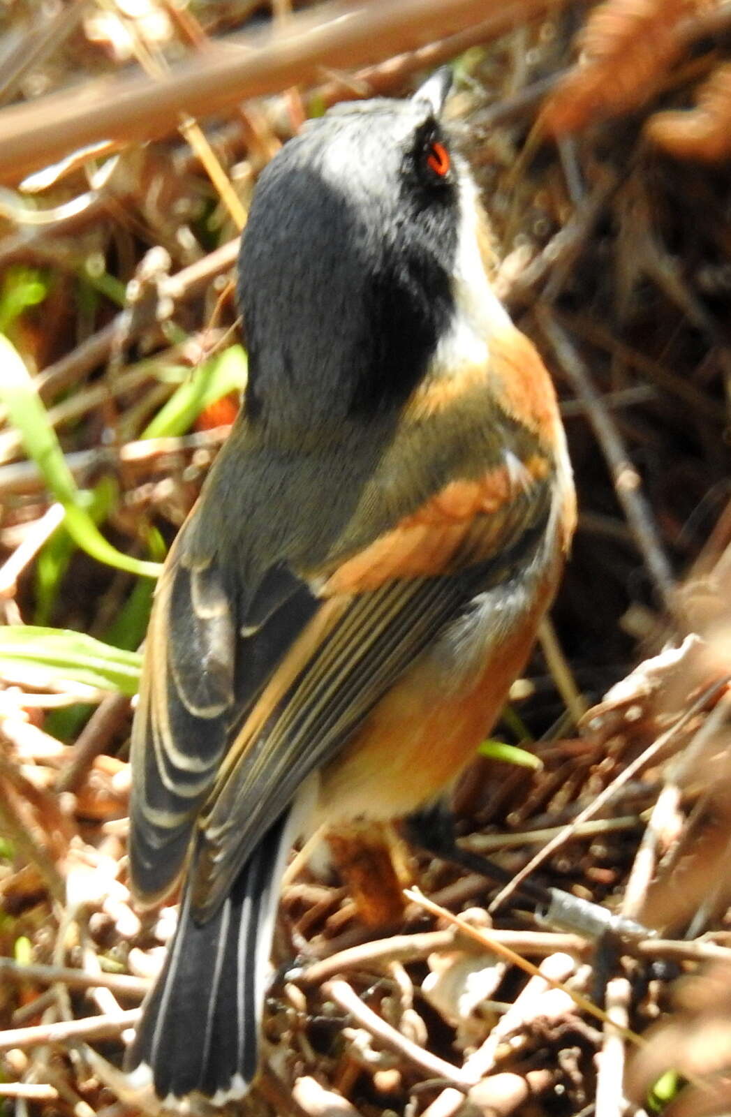 Image of Batis capensis capensis (Linnaeus 1766)