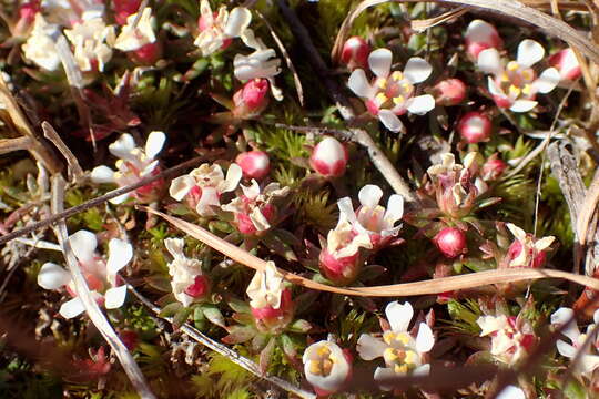 Image of flowering pixiemoss