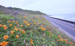 Image of Lilium maculatum Thunb.