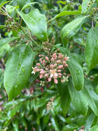 Image of Lanai Sandalwood