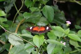 Cethosia cydippe Linnaeus 1763 resmi