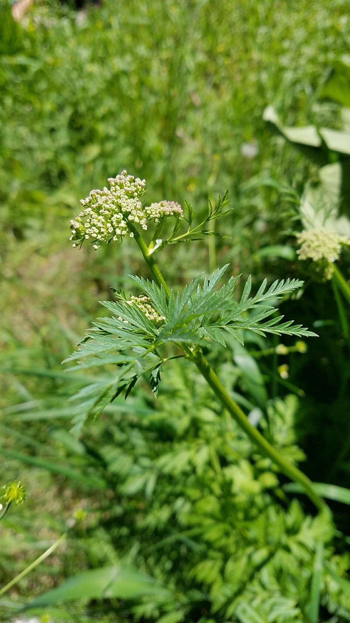 Imagem de Ligusticum grayi Coult. & N. E. Rose