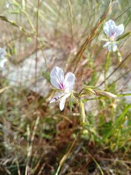 Image of Pelargonium longicaule Jacq.