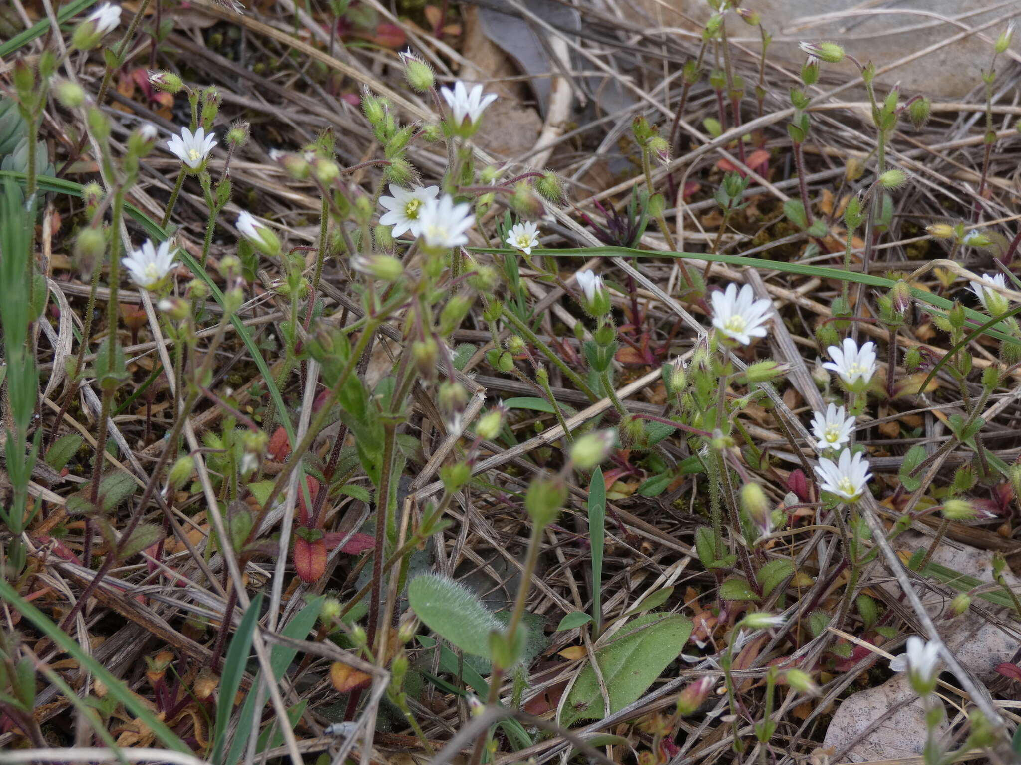 Image of European chickweed