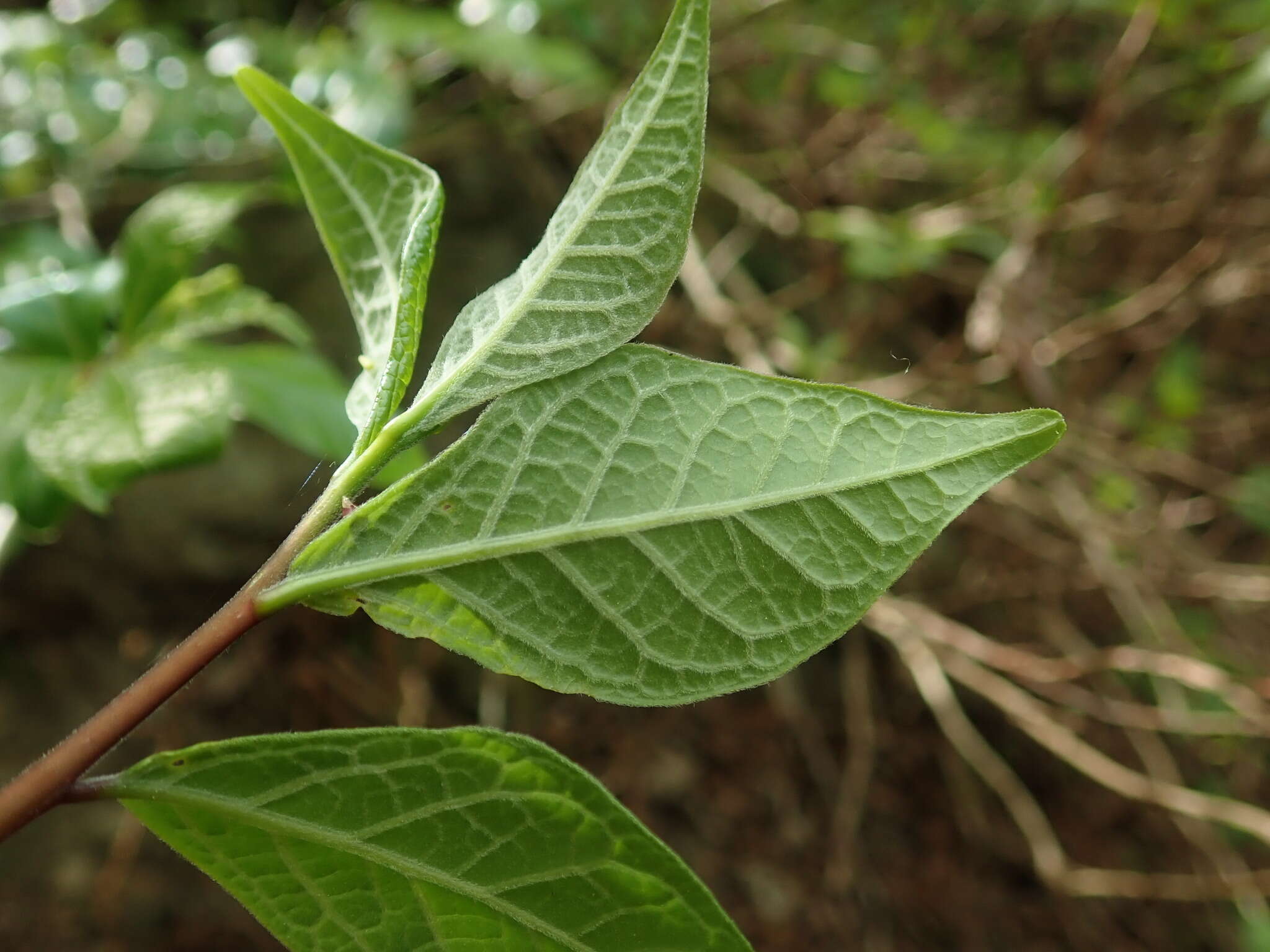 Sivun Orixa japonica Thunb. kuva