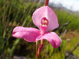 Image of Disa racemosa L. fil.