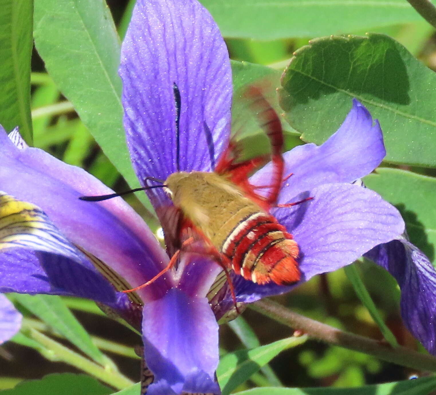 Imagem de Hemaris gracilis (Grote & Robinson 1865)