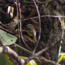 Image of Fawn-breasted Whistler