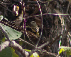 Image of Fawn-breasted Whistler