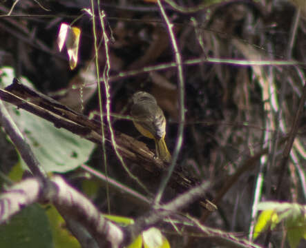 Imagem de Pachycephala orpheus Jardine 1849