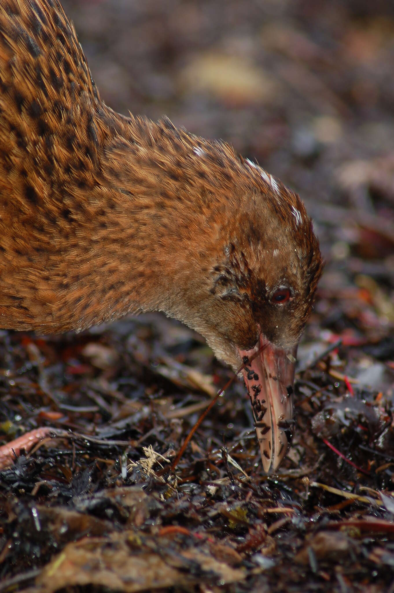 Image of Lord Howe wood rail