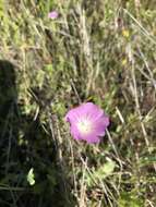 Imagem de Sidalcea calycosa M. Jones