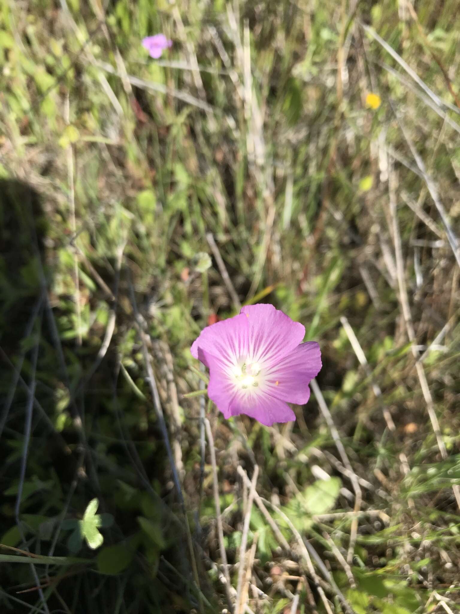 Image of annual checkerbloom