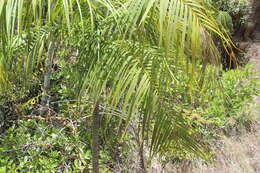 Image of Onilahy palm