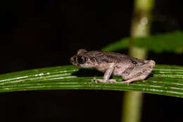 Leptobrachella sabahmontana (Matsui, Nishikawa & Yambun 2014)的圖片