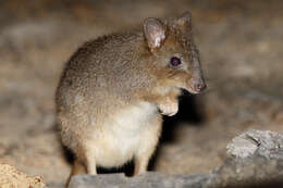 Image of Brush-tailed Bettong