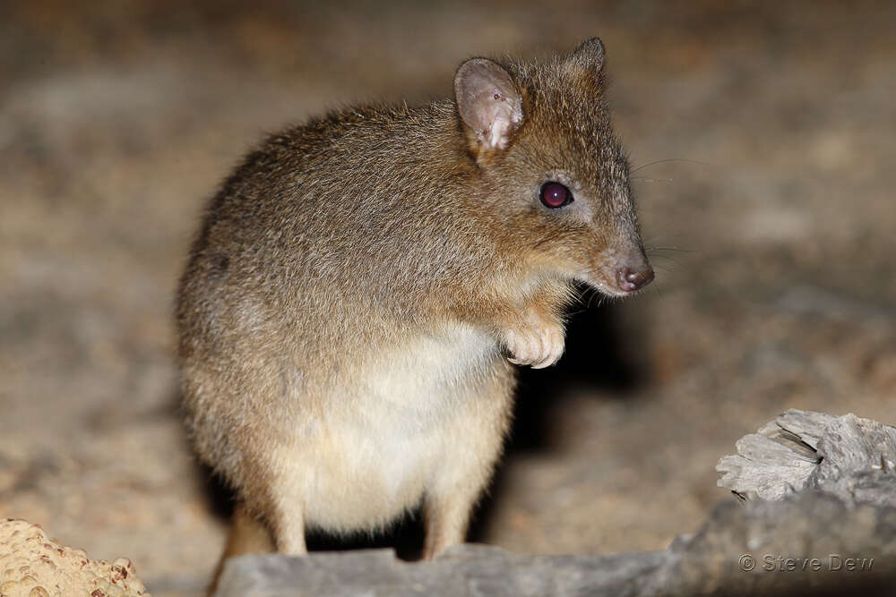 صورة Bettongia penicillata Gray 1837