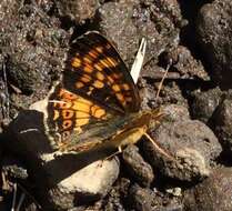 Image of Phyciodes pulchella montana (Behr 1863)