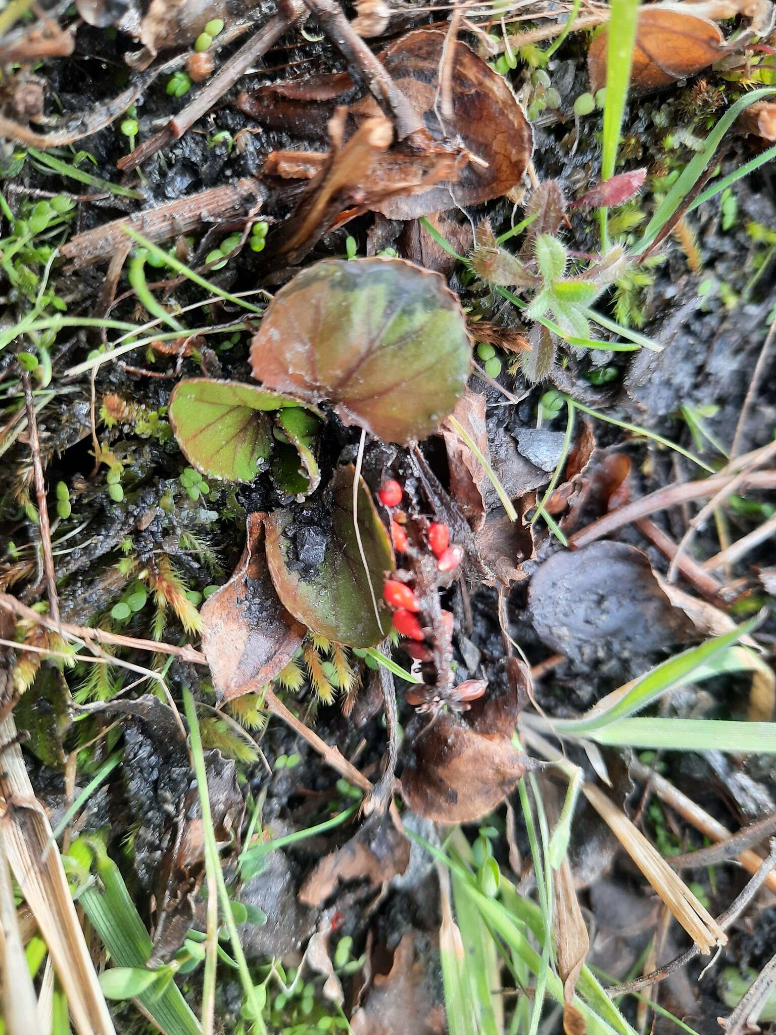 Image of Gunnera densiflora Hook. fil.