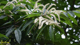 Image of Japanese chestnut