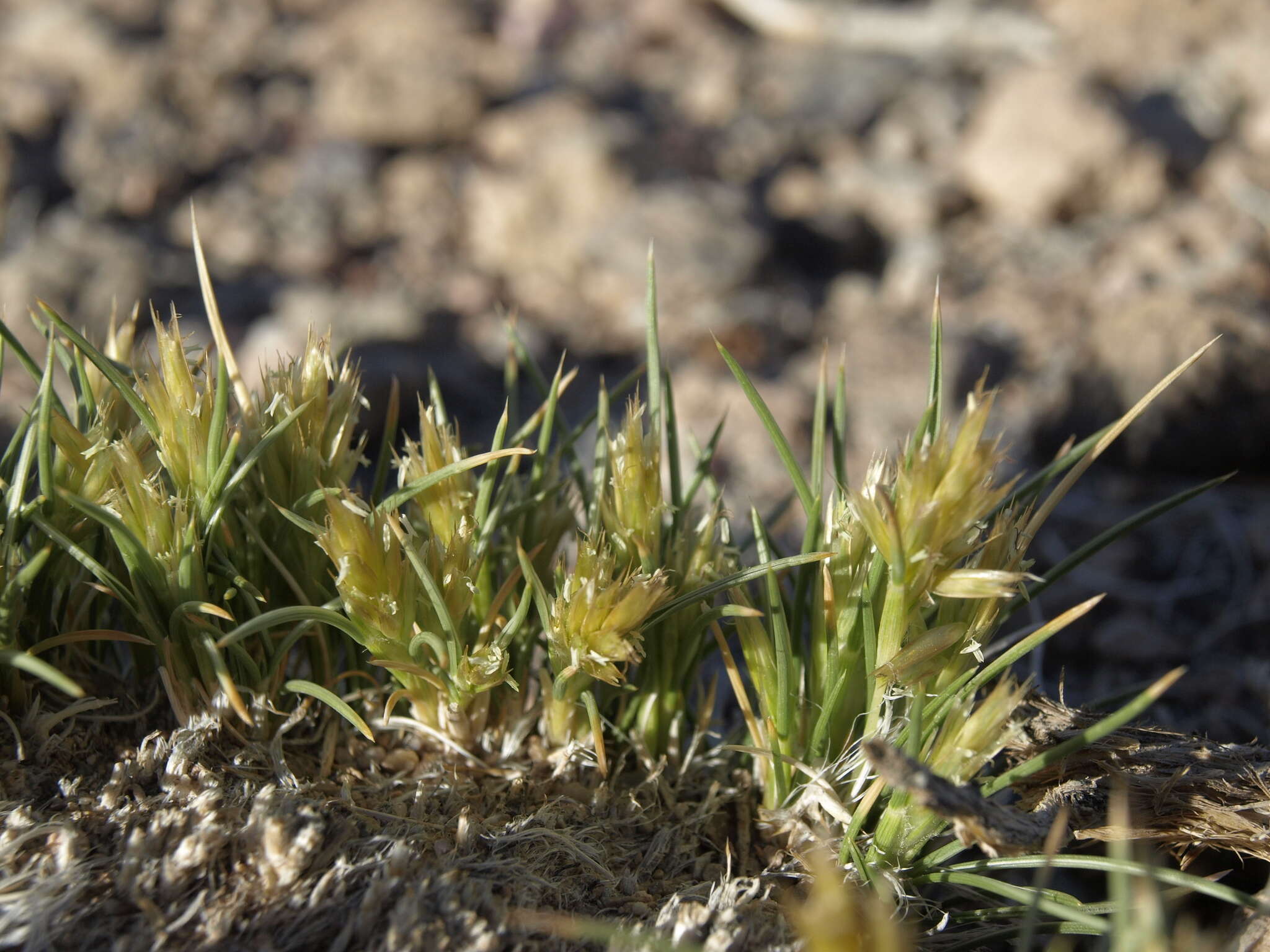 Image of desertgrass