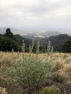 Image of White Mountain lupine