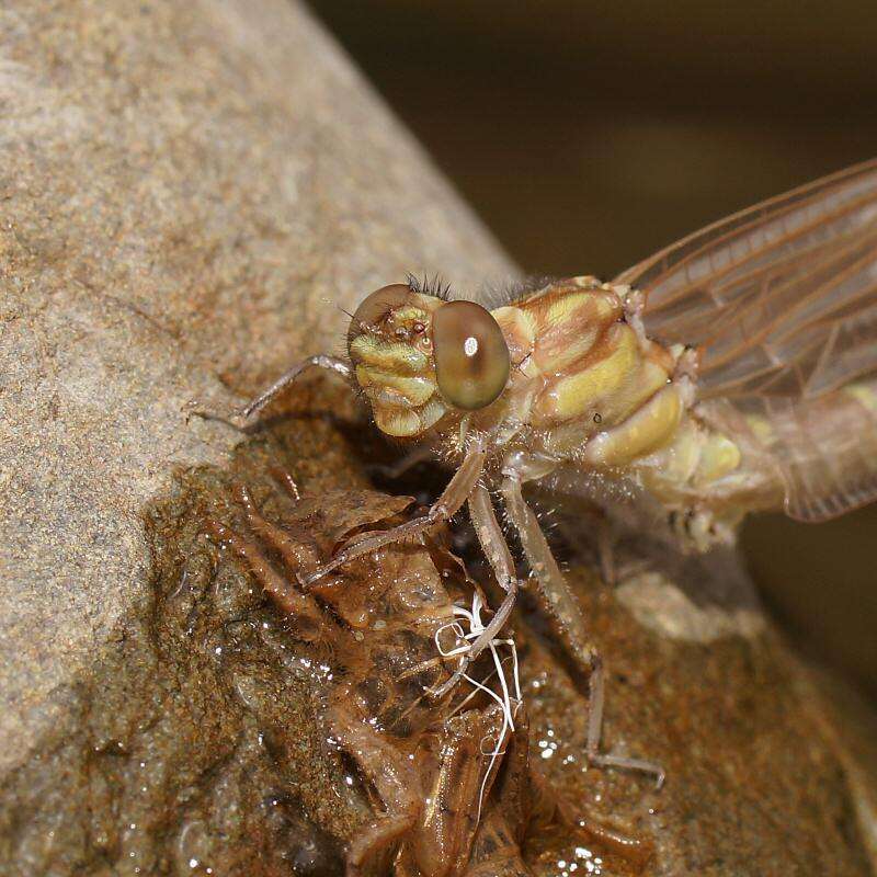 Image of Hemigomphus gouldii (Selys 1854)