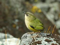 Image of New Zealand Wrens