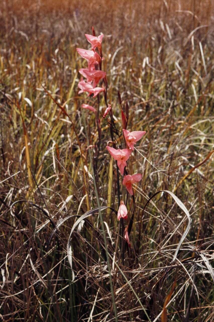 Слика од Gladiolus melleri Baker