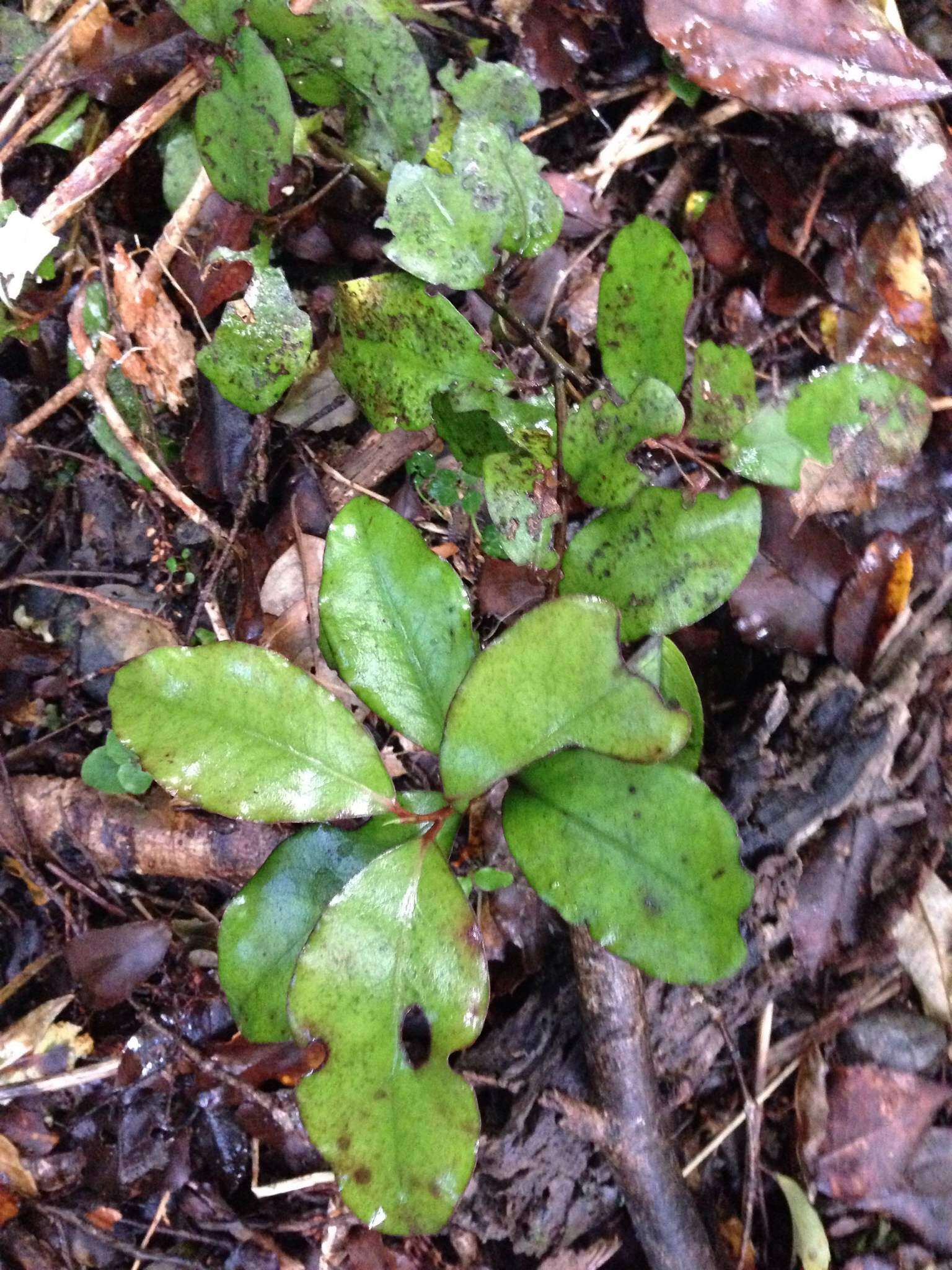 Pseudowintera colorata (Raoul) Dandy resmi