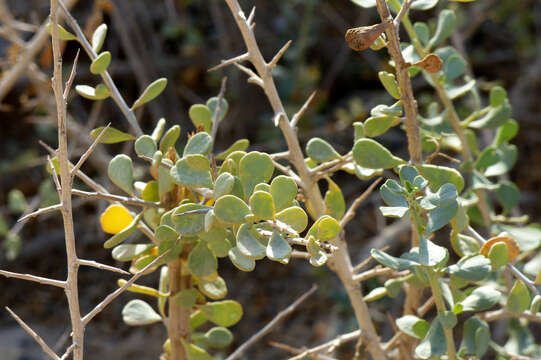 Image of Nitraria retusa (Forsk.) Aschers.