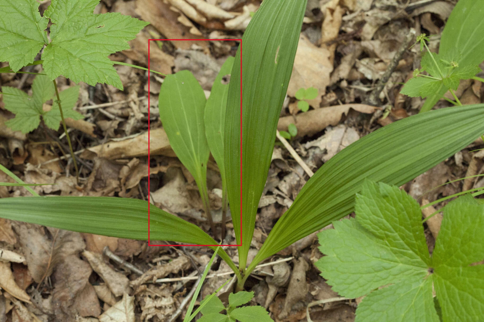 Image of Bupleurum longiradiatum Turcz.