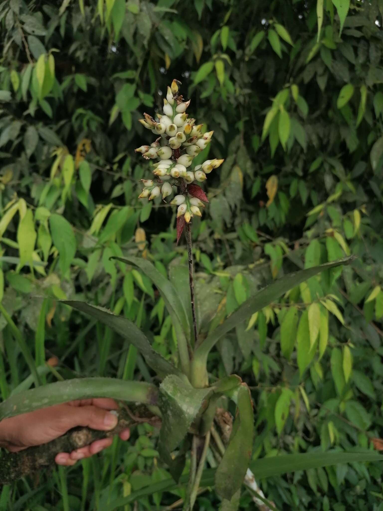 Слика од Aechmea angustifolia Poepp. & Endl.