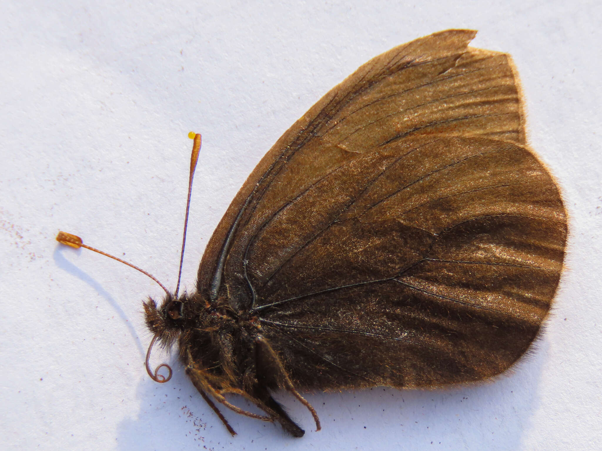 Image de Erebia mackinleyensis Gunder 1932