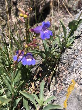 Image of azure penstemon