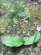 Image of Common twayblade