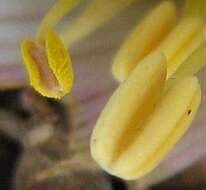 Image of Colchicum melanthioides subsp. melanthioides