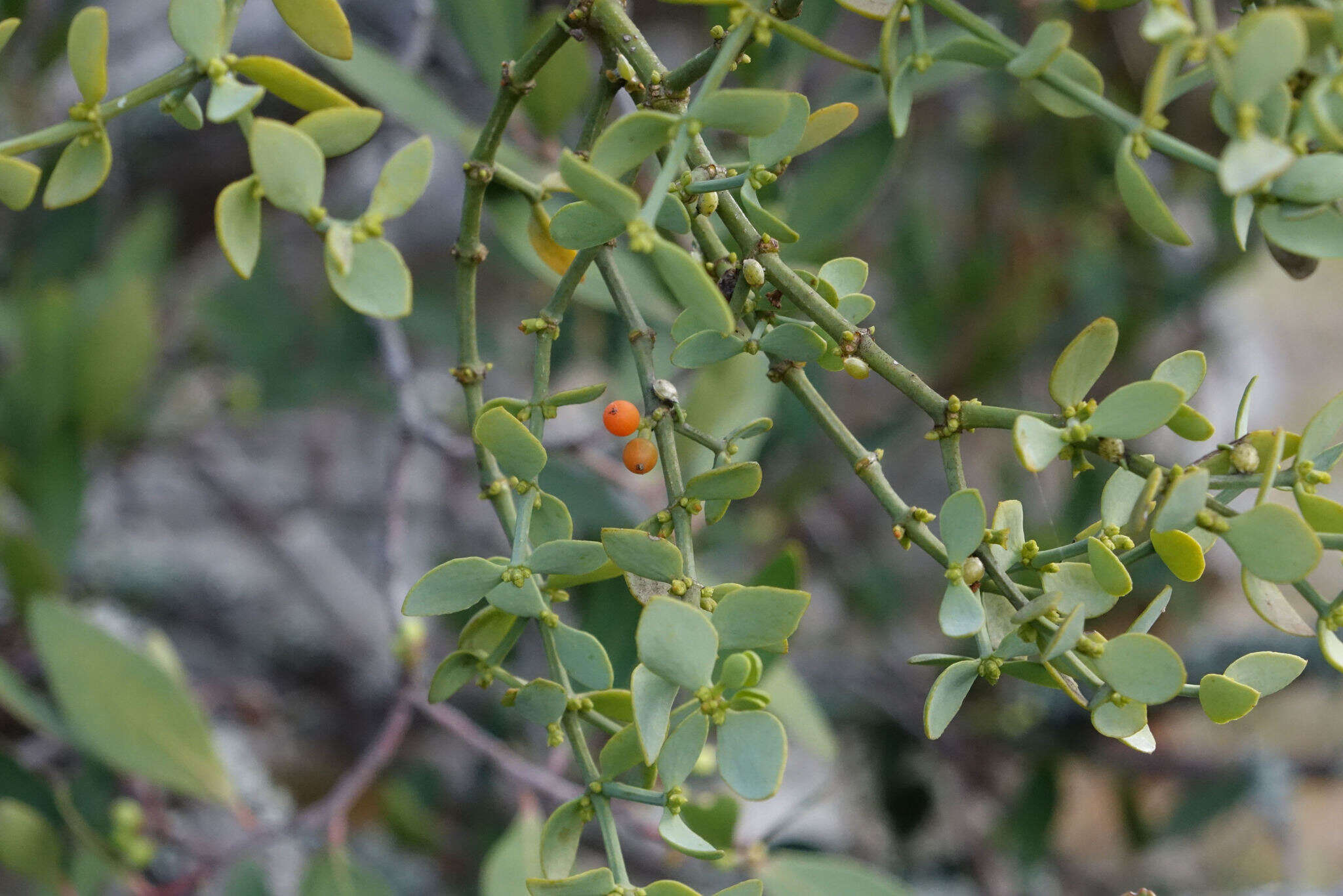 Image of Viscum pauciflorum L. fil.