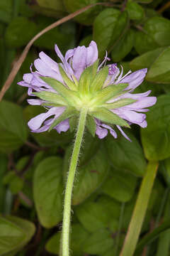 Слика од Knautia arvensis (L.) Coulter